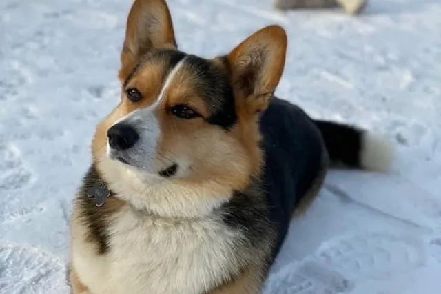 Пропавшего корги-блогера, за которого объявляли награду в 100 тысяч рублей, нашли мёртвым