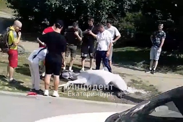 На Уктусе лошадь застряла в канализационном люке