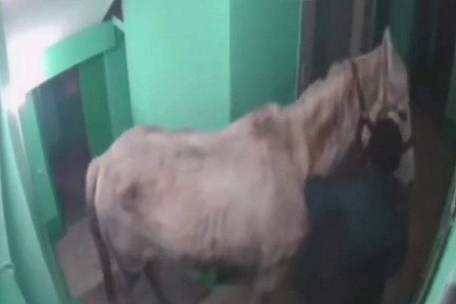 В квартиру многоэтажного дома: мужчина-романтик приехал к возлюбленной на белом коне