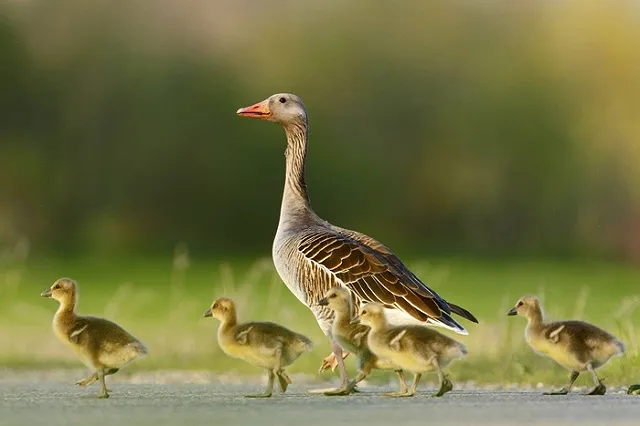 В США гусыня попросила полицейского спасти ее детеныша