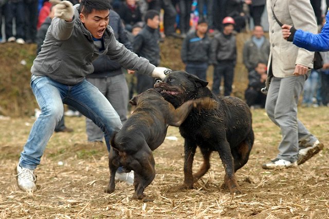 В Москве собаки загрызли вдову советского диктора и актера
