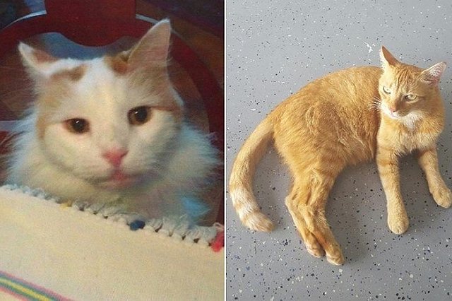 Бывшая сотрудница ООН завещала своим котам 300 тысяч долларов