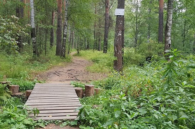 Власти Екатеринбурга отказались от строительства дублера проспекта Космонавтов через лесопарк