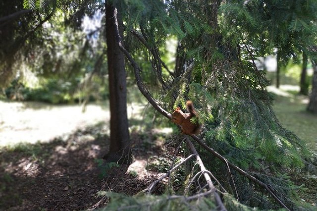 Урбанист: Ограждение в Зеленой Роще превзошло ожидания