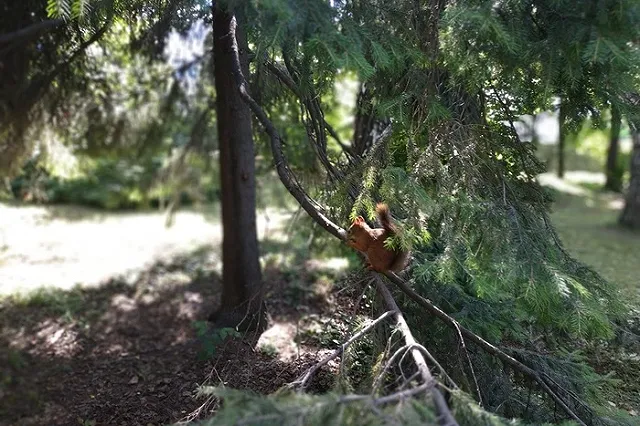 Урбанист: Ограждение в Зеленой Роще превзошло ожидания