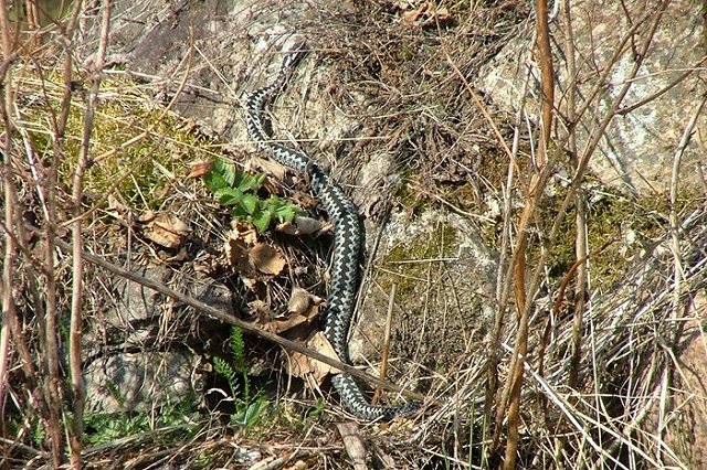 Житель Челябинской области умер после укуса гадюки