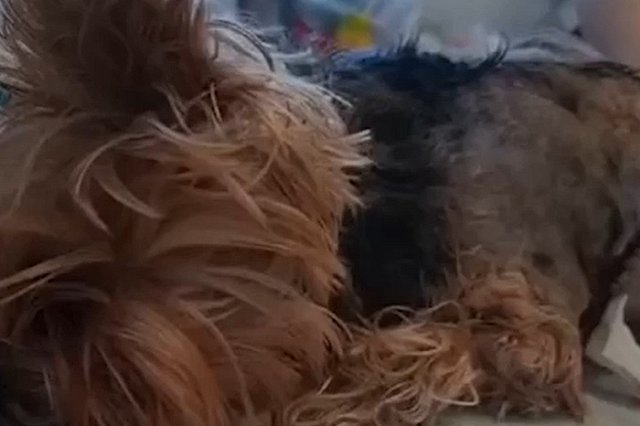 На Уралмаше овчарки загрызли домашнюю собаку