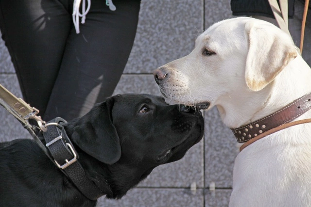 Екатеринбуржец, застреливший собаку на глазах хозяйки, отделается штрафом