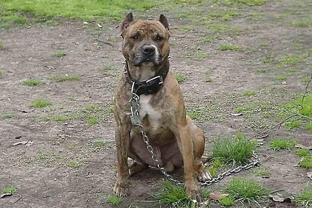 В Нижнем Тагиле на инспекторов ГИБДД напал бойцовский питбуль