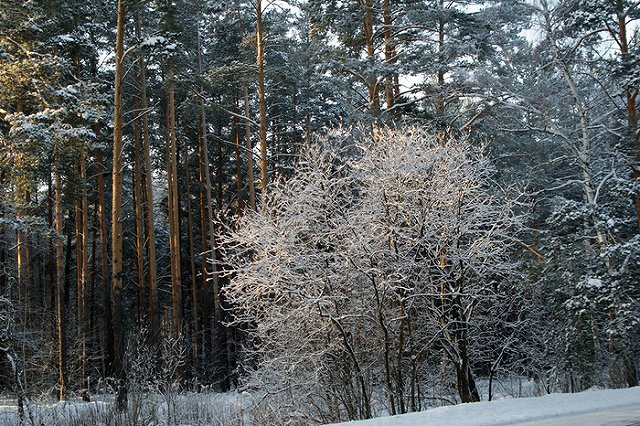 Следователи попросили горожан опознать мужчину, которого нашли на тропе здоровья