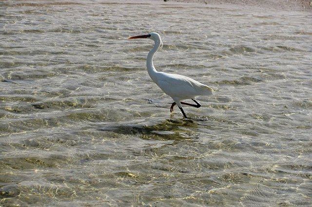 Количество запланированных из России чартерных рейсов в Египет сокращено из-за неготовности отелей