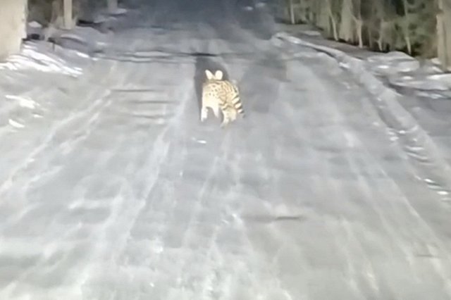 Назван хозяин дикой кошки, которая перепугала свердловчан