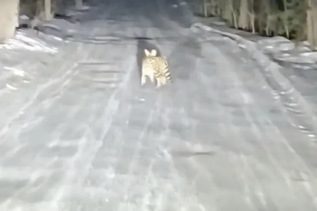 Назван хозяин дикой кошки, которая перепугала свердловчан