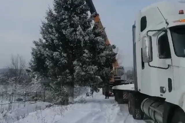 «Санитарная вырубка». Срубившие чужую ель чиновники заявили, что сделали это по заявке