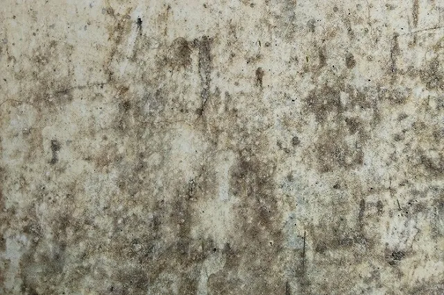 Свердловчанка отсудила у чиновников 700 тысяч рублей за плесень на стенах дома