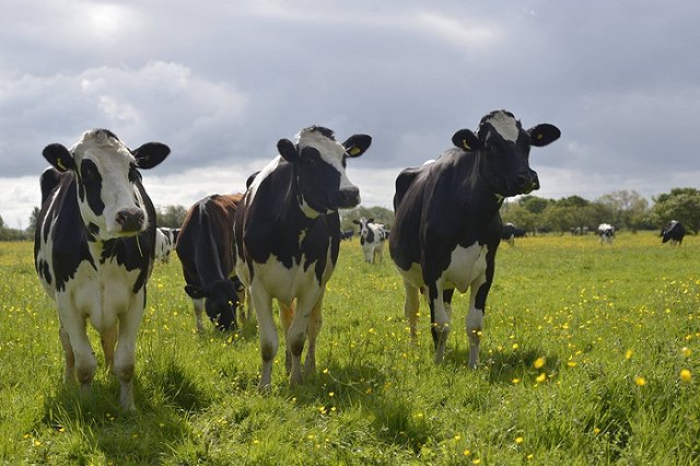 Производство молока в Свердловской области в I полугодии выросло на 1,3%