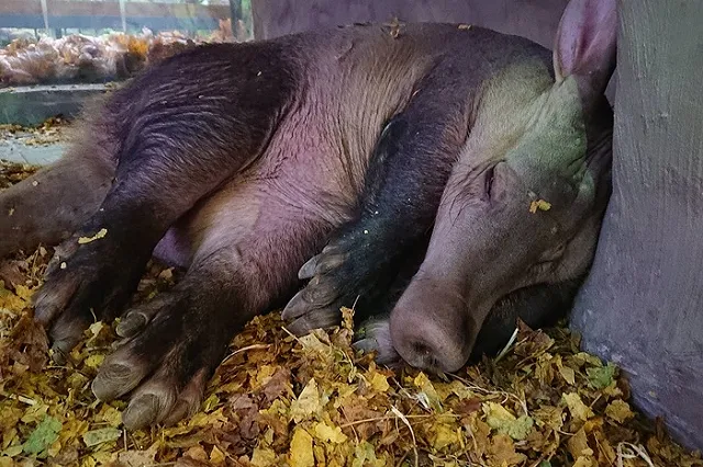 Африканский трубкозуб попытался сбежать из зоопарка в Калининграде