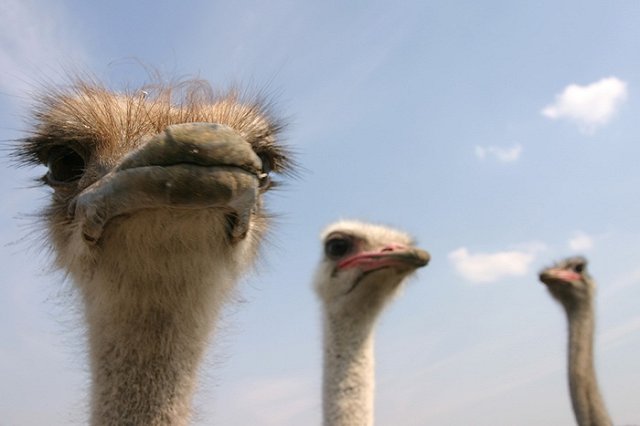 Австралийские эму со страусиной фермы под Тюменью отказываются в морозы гулять