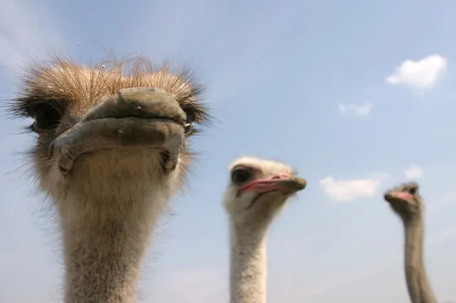 Австралийские эму со страусиной фермы под Тюменью отказываются в морозы гулять