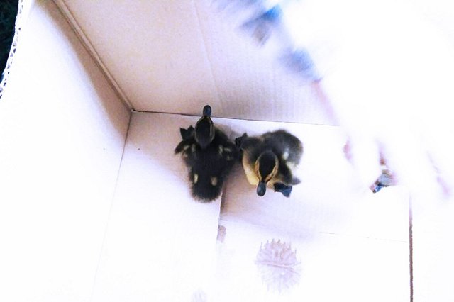 Прохожие спасали утку с утятами, заблудившихся в центре Екатеринбурга