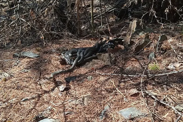 В Челябинской области нашли логово ядовитых змей