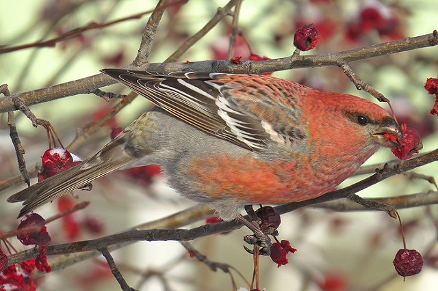 Единоросс посоветовал замерзающей Белоярке терпеть до декабря
