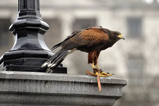 Предложение закрыть для Трампа Британию собрало рекордное число сторонников