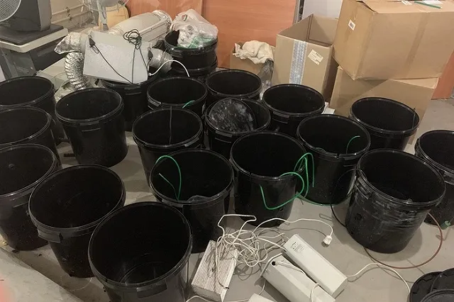 В Екатеринбурге будут судить мужчину за культивирование конопли