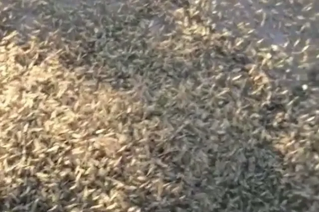 «Роятся тучами»: Красноярск атаковали полчища насекомых — видео