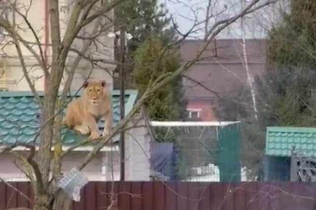 Жители подмосковного села обнаружили на крыше мартовскую львицу