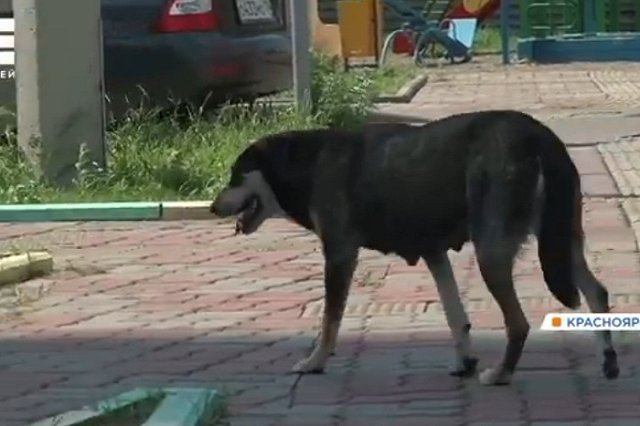 Стая бродячих собак накинулась на девушку на Вторчермете