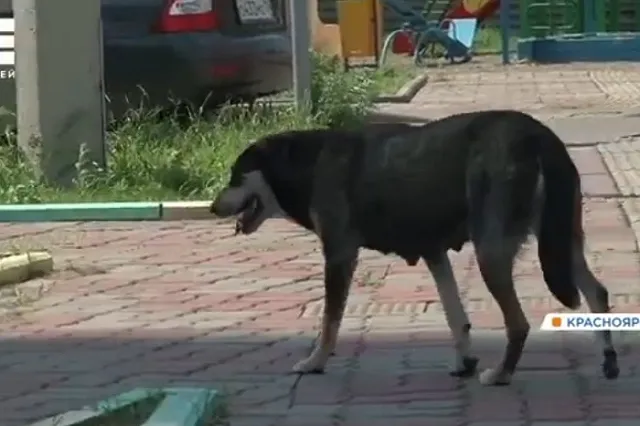 Стая бродячих собак накинулась на девушку на Вторчермете