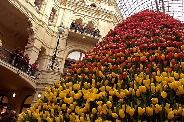 Нидерланды могут заменить цветочные пестициды ради российского рынка