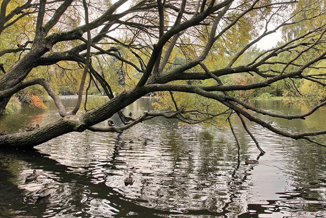 Кряквы оккупировали водоемы Екатеринбурга