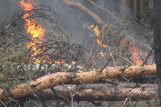 Лес под Ивделем горит вторые сутки: огонь распространился на 46 гектаров