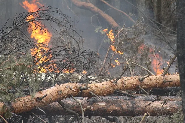 Лес под Ивделем горит вторые сутки: огонь распространился на 46 гектаров