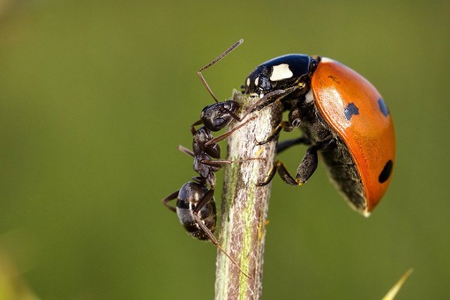 В США создали генетически модифицированных муравьев-социопатов
