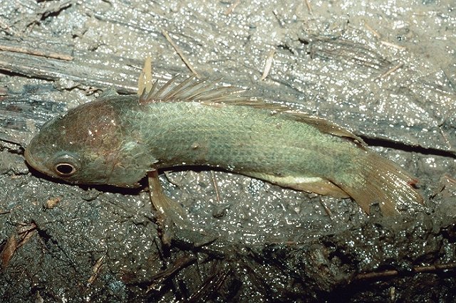 Десятки рыб вышли из воды и поползли по суше в поисках лучшей жизни