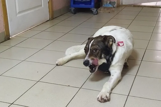 «Мы не можем взять больше»: в Екатеринбурге заканчиваются места в приюте для собак