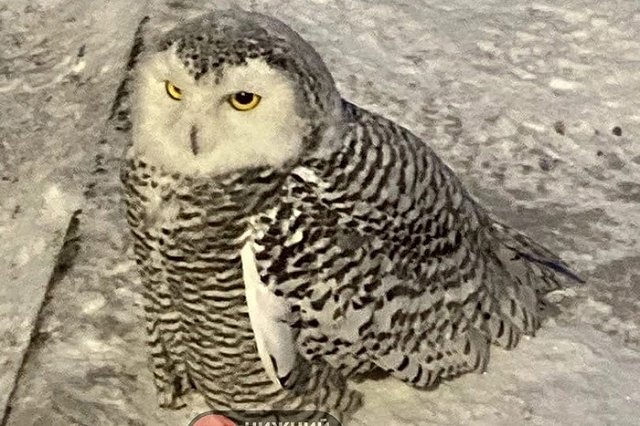 В Первоуральске местные жители спасли сову, которая не могла взлететь