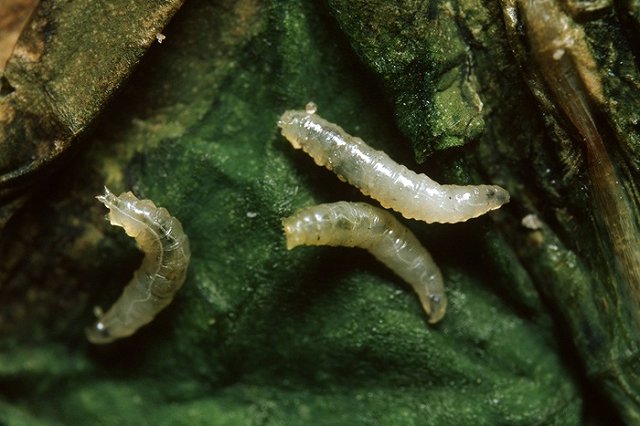 Роспотребнадзор о червях в Тавде: «Червями их назвать нельзя»