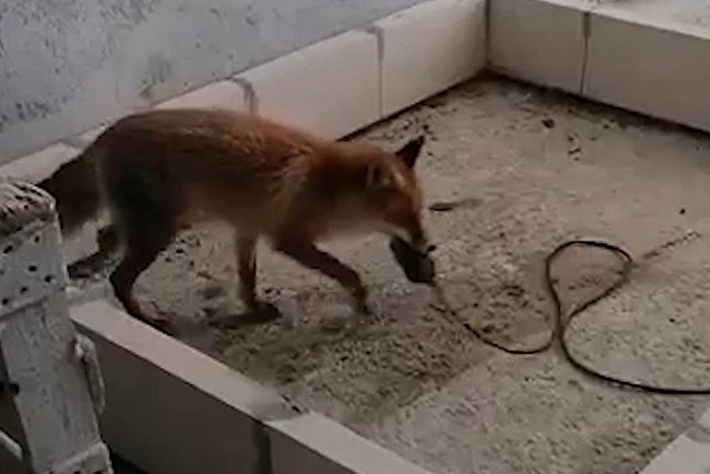 В Академическом строители заметили лисицу, игравшую с инструментами