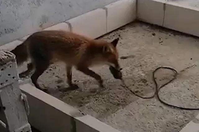 В Академическом строители заметили лисицу, игравшую с инструментами