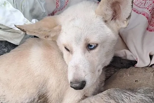 Свердловский водитель автобуса переехал щенка на глазах у детей