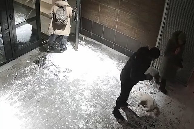 В Пионерском мужчина ударил собаку в лифте и потаскал её на поводке во дворе