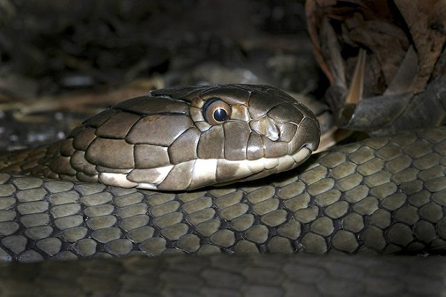 Певица умерла на сцене через 45 минут после укуса кобры