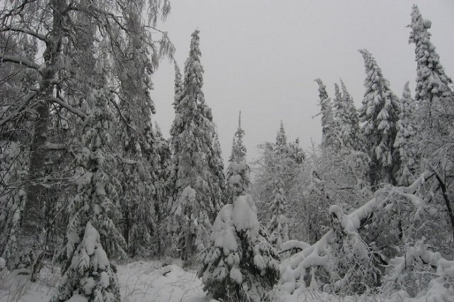 Экс-чиновника, приказавшего срубить ель в палисаднике пенсионерки, оштрафуют