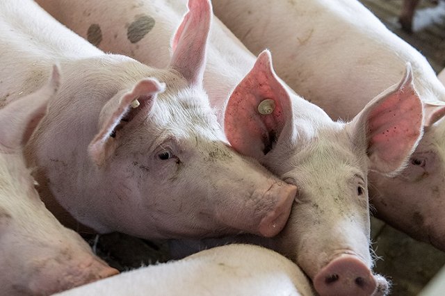 Свиные фекалии агрокомплекса под Нижним Тагилом нанесли ущерб почве 8 миллионов