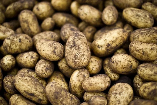 Полярный круг засадили картошкой