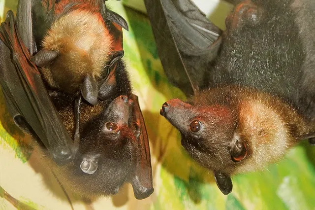В зоопарке Екатеринбурга в семье летучих лисиц — пополнение